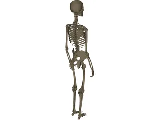 Skeleton Female 3D Model preview