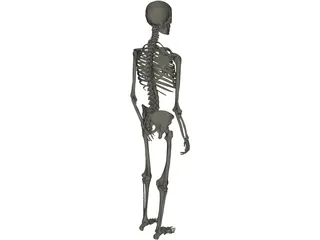 Skeleton Male 3D Model preview