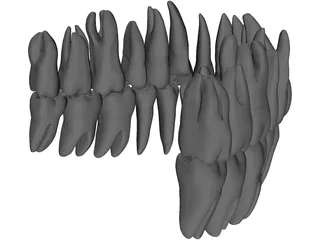 Teeth 3D Model preview