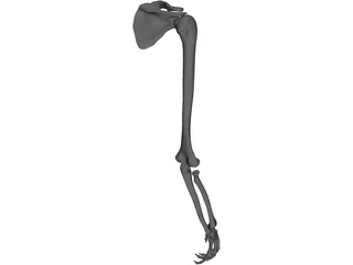 Arm Bone 3D Model preview
