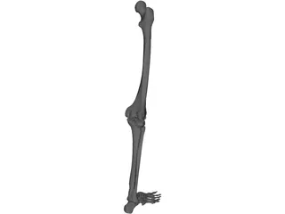 Leg Bone 3D Model preview