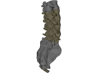 Lumbar Vertebrae Sacrum And Coccyx 3D Model preview
