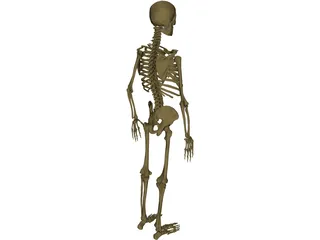 Skeleton Male 3D Model preview