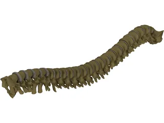 Vertebral Column 3D Model preview
