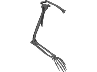 Arm Left 3D Model preview