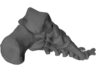 Foot Bone Left 3D Model preview