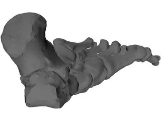 Foot Bone Right 3D Model preview