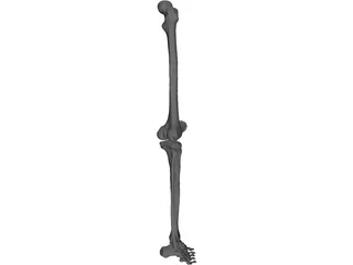 Leg Right 3D Model preview