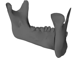 Jaw Lower 3D Model preview