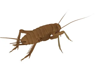 Cricket 3D Model preview