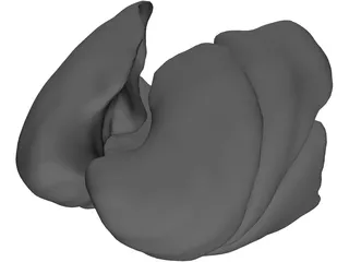 Lungs Human 3D Model preview