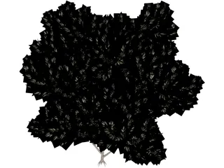 Acacia 3D Model preview