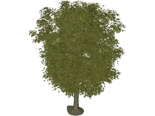 Maple Tree 3D Model preview