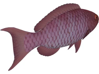 Red Parrotfish 3D Model preview