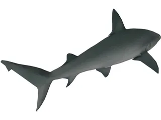Sandbar Shark 3D Model preview