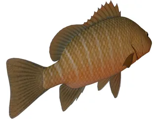 Mangrove Red Snapper 3D Model preview
