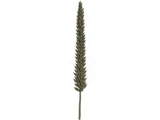 Corn Ear 3D Model preview