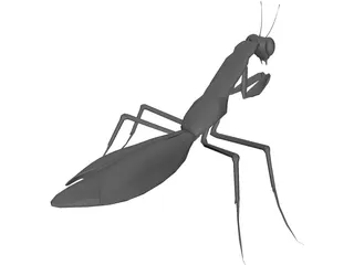 Praying Mantis 3D Model preview