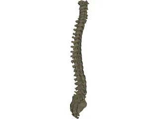 Vertebral Column 3D Model preview