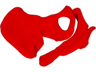 Pelvis Male 3D Model preview