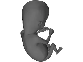 Fetus 12-Week 3D Model preview