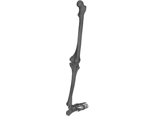 Leg Bone Female Right 3D Model preview