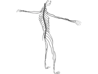 Nervous System 3D Model preview