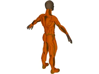 Muscle Man 3D Model preview