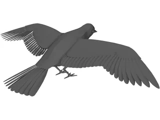 Dove Rock Pigeon 3D Model preview