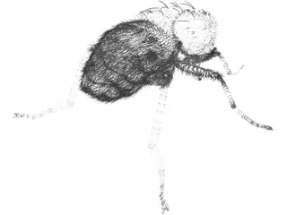 Fly Hair 3D Model preview