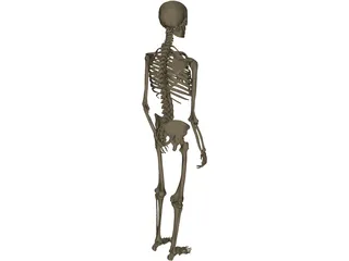 Skeleton Male 3D Model preview