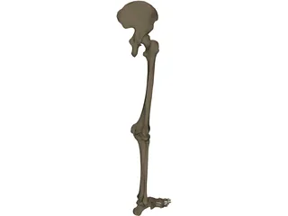 Leg Bone Right 3D Model preview