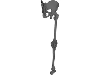 Leg Bone, Knee Joint and Pelvis 3D Model preview