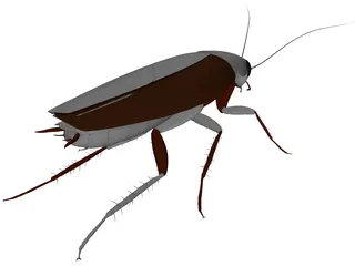Cockroach 3D Model preview