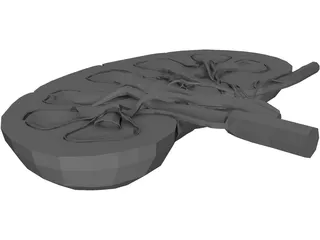 Kidney Interior 3D Model preview