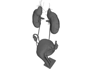 Urinary and Reproductive System Female 3D Model preview