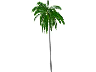 Cocos Nucifera 3D Model preview