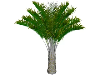 Butia Capitata 3D Model preview