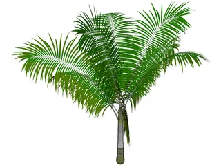 Dictyosperma Album 3D Model preview