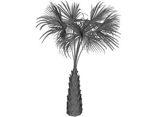 Sabal Palmetto Tree 3D Model preview