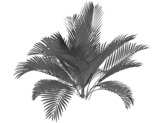 Chamaedorea Cataractum 3D Model preview