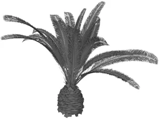 Phoenix Canariensis 3D Model preview