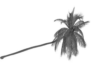 Cocos Nucifera 3D Model preview