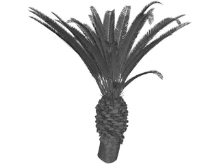 Phoenix Canariensis 3D Model preview