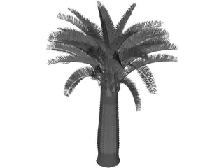 Jubaea Chilensis 3D Model preview