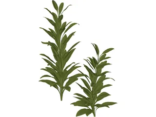 Cordylinea Glauca 3D Model preview