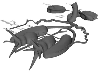 Frog Male Anatomy 3D Model preview