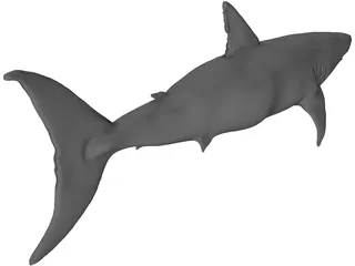 White Shark 3D Model preview