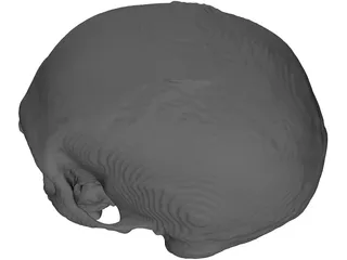 Skull 3D Model preview