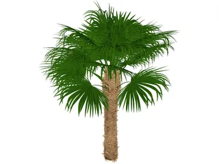 Windmil Palm 3D Model preview